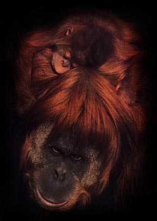 photograph of orang-utan and her baby
