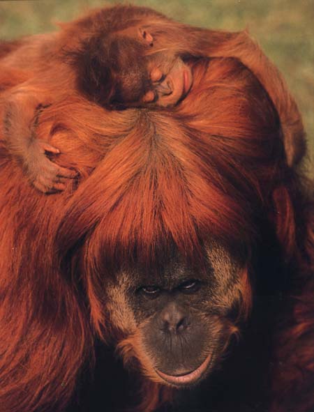 photograph of  orang-utan mother and baby