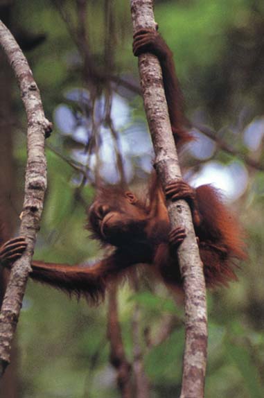 photograph of baby orang utan