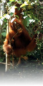 orang utan photo