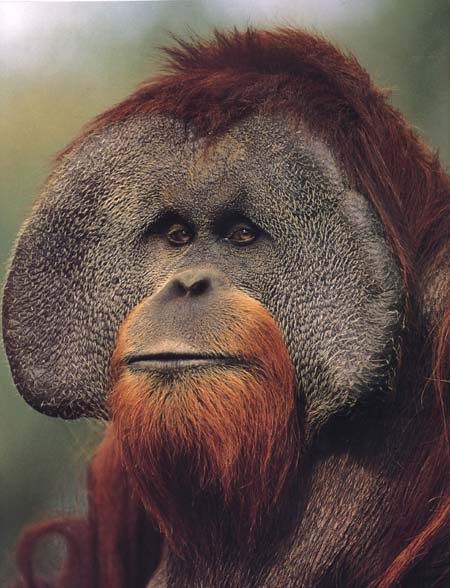 photograph of thoughtful orang-utan